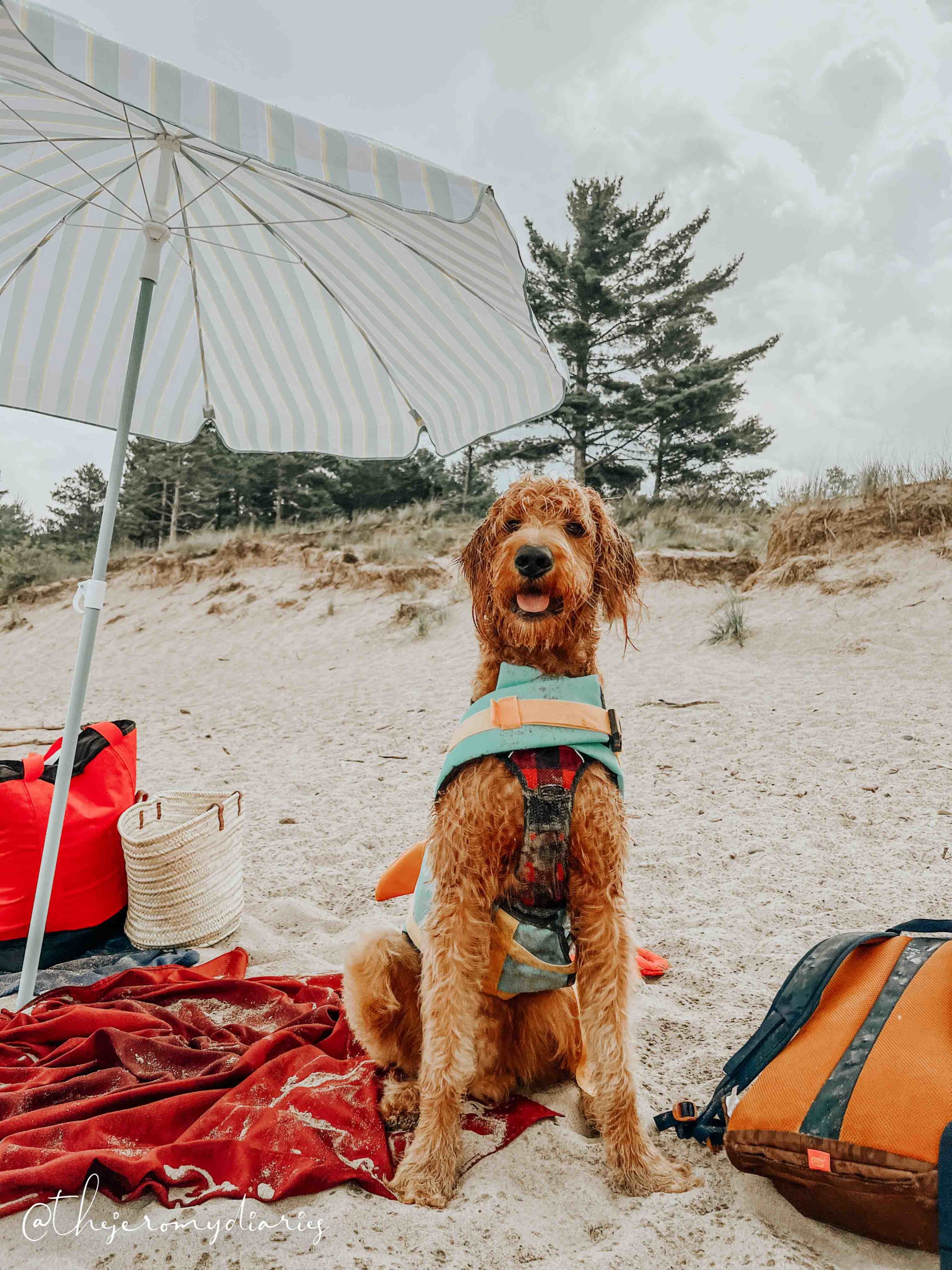 are dogs allowed in ontario provincial parks